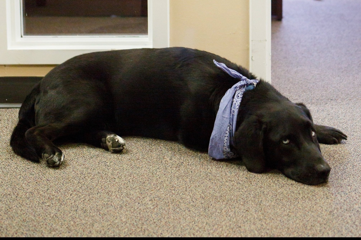 Picture of Edgar, a black lab/husky mix is laying outside of an office in the CCDC office suite